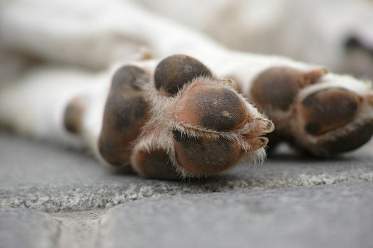 Concerned about a possible yeast infection in your dog's paw?