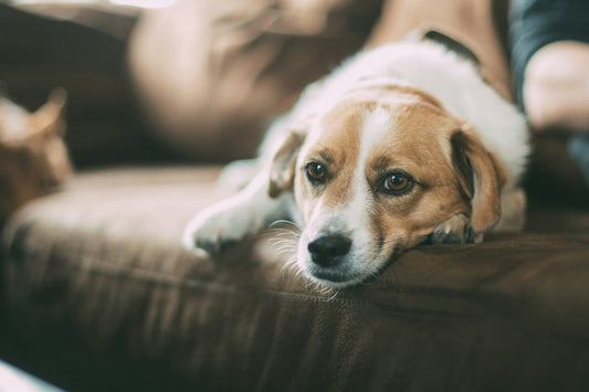 What to do about Dog Skin Allergies: Causes and Solutions