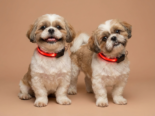 Two small dogs wearing red LED collars on a brown background